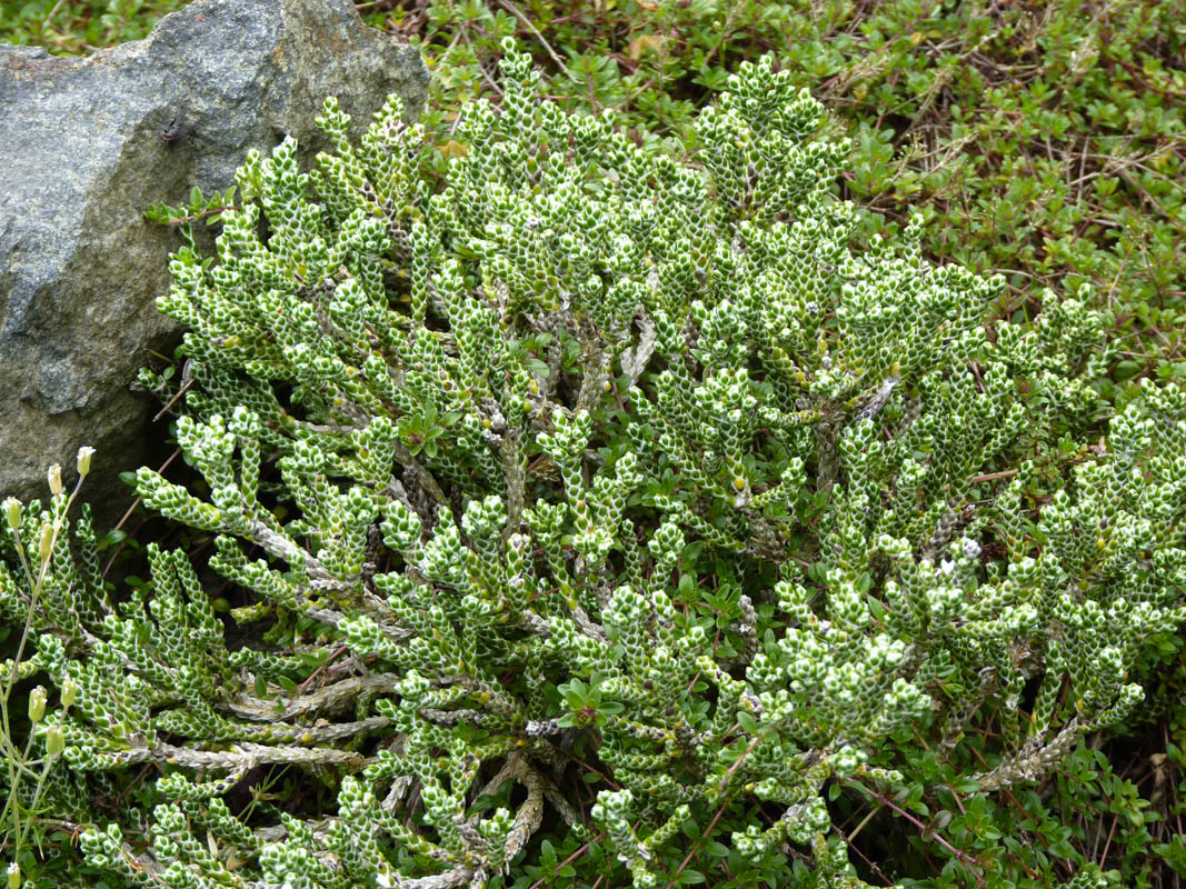 Ozothamnus selago var tumidum photo